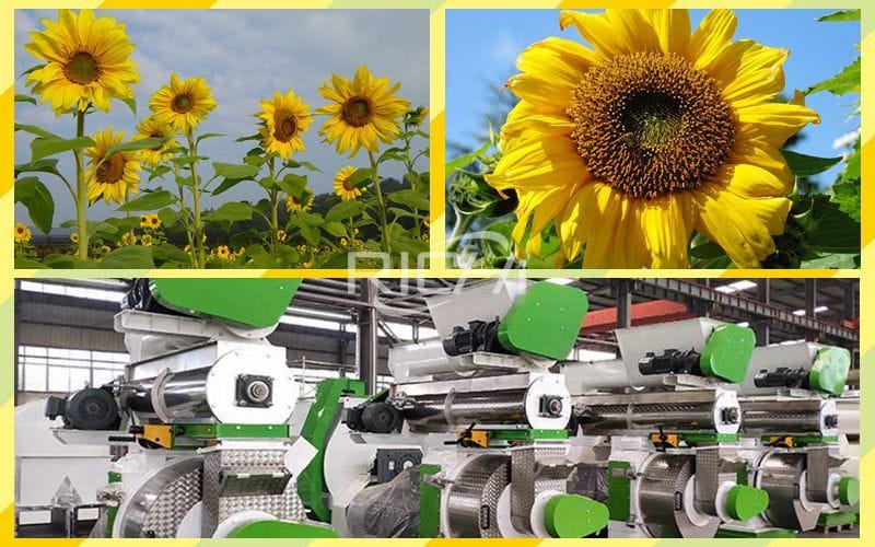 Sunflower Plate Feed Pellet Machine: How to Process Sunflower Meal and Sunflower Stalk Into Feed Pellets for Cattle Sheep Pigs and Poultry
