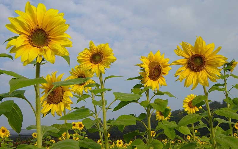 Sunflower Pan and Sunflower Stalk