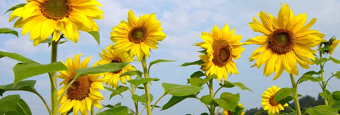 Sunflower