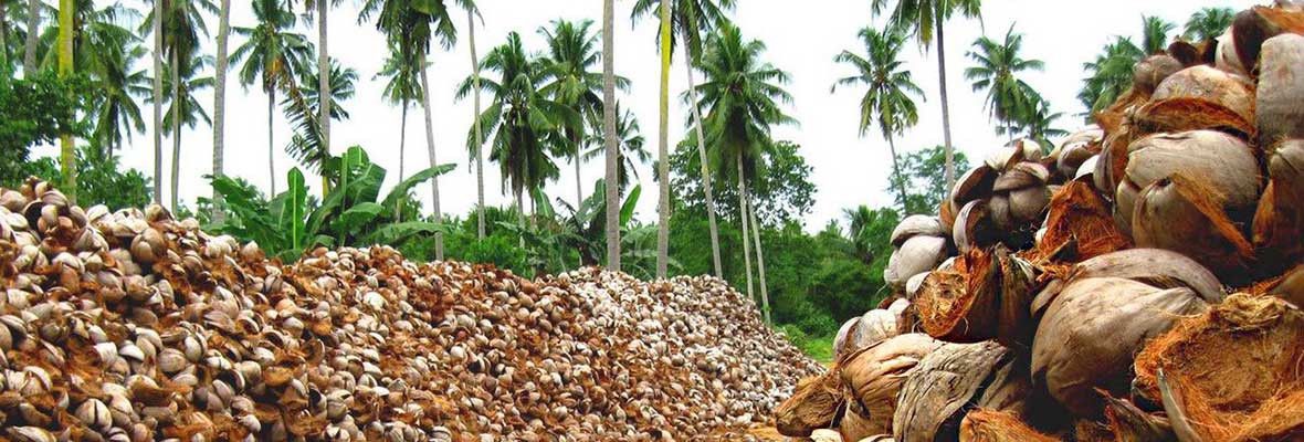 Coconut husk and shells