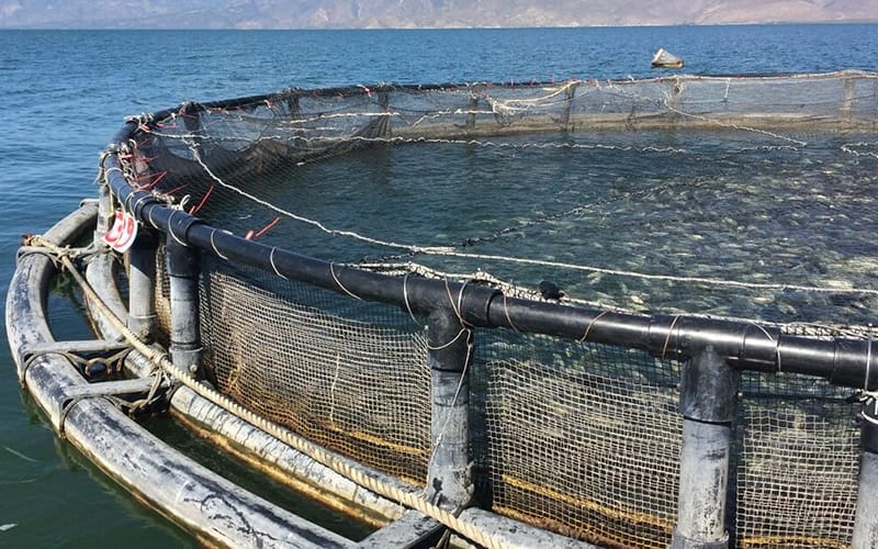 Fish farm