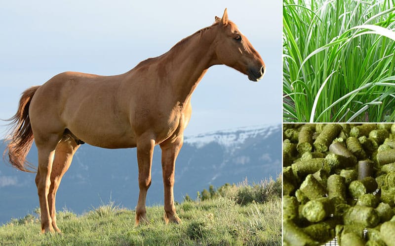 How to make timothy grass pellets for horses by grass pellet making machine?
