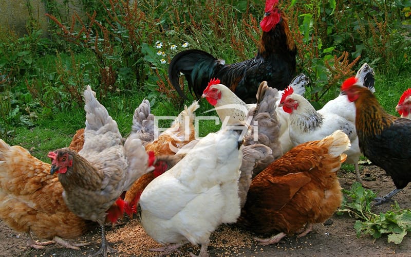 how to make chicken feed locally