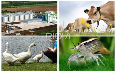 300,000 Tons/Year Livestock Poultry Aquatic Feed Factory Business Plan