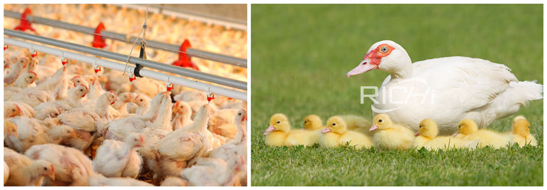 Product plan of 20t/h poultry feed plant project report
