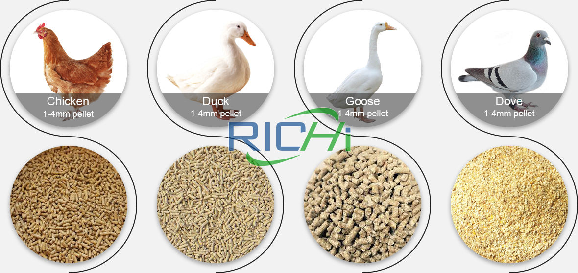 poultry feed plant manufacturer