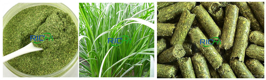 Grass materials of cattle feeding plant in Hong Kong