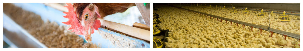Poultry feed poduction in Kenya
