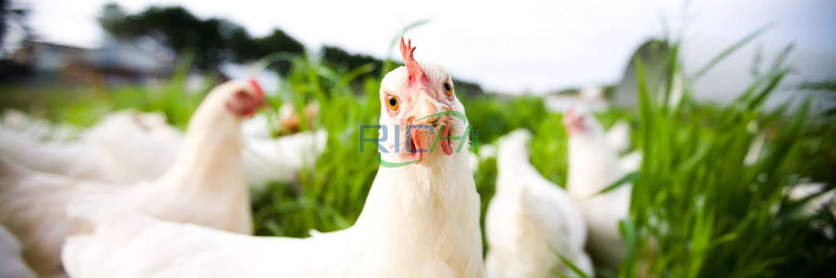 Potential broiler chicken feed production industry in Zimbabwe