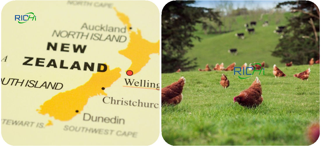 Poultry feed production prospects in New Zealand