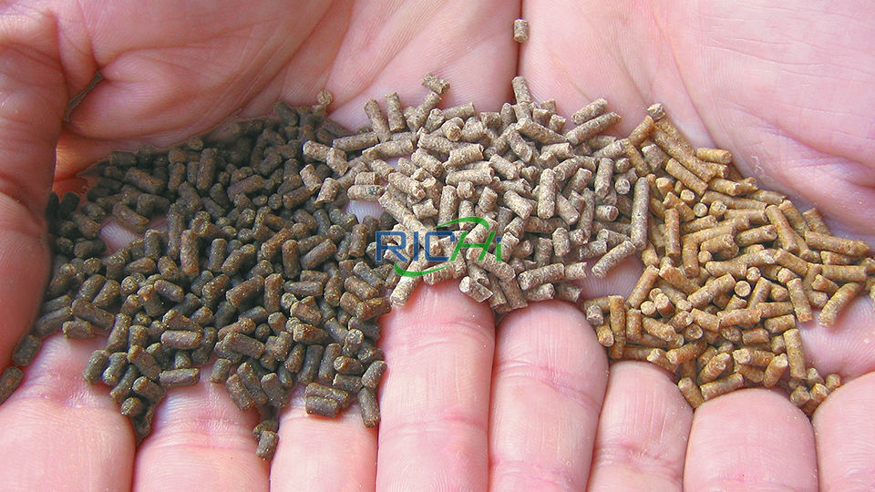 how to make shrimp feed