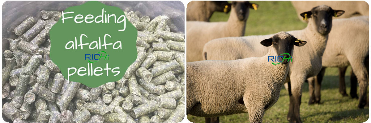 How to Increase the Profitability of Ruminant Sheep Cattle Feed Plant In Indonesia
