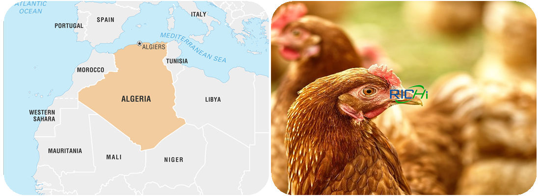 Poultry feed industry in Algeria