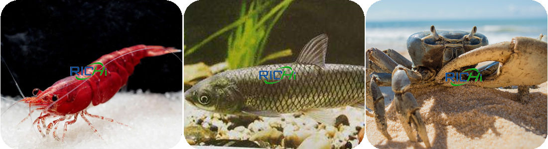 Overview of the 15t/h new fish feed company details