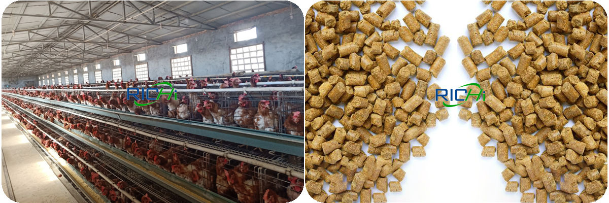 Feed Pellets Cooling Process For 1-2T/H Chicken Feed Line Gambia