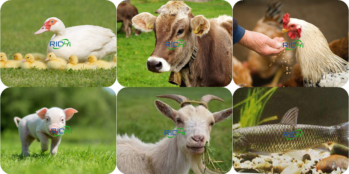 Animal Feed Production Business Plan For Animal Feed Factory Project With An Annual Output Of 180,000 Tons Animal Feed Production Business Plan For Animal Feed Factory Project With An Annual Output Of 180,000 Tons