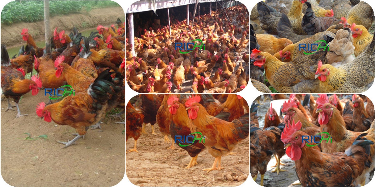 Price of setting up a poultry feed plant