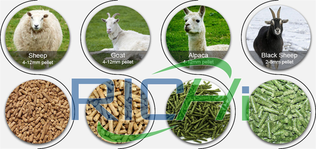 can sheep eat layer pellets sheep feed pellets can you feed sheep pellets