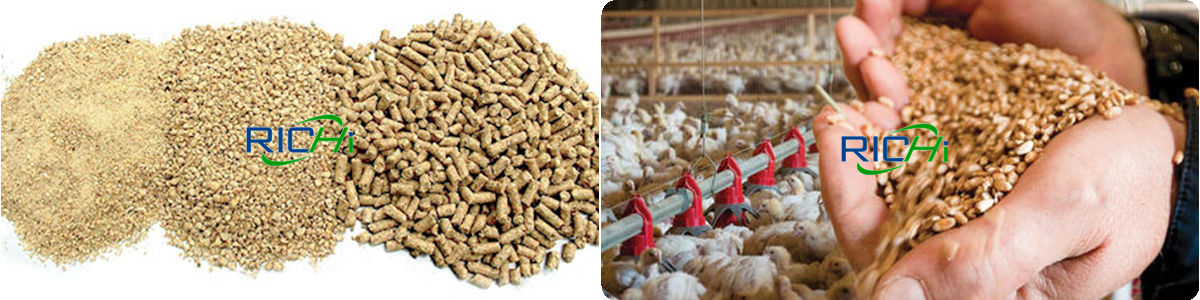 chicken feed