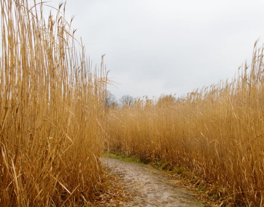 miscanthus