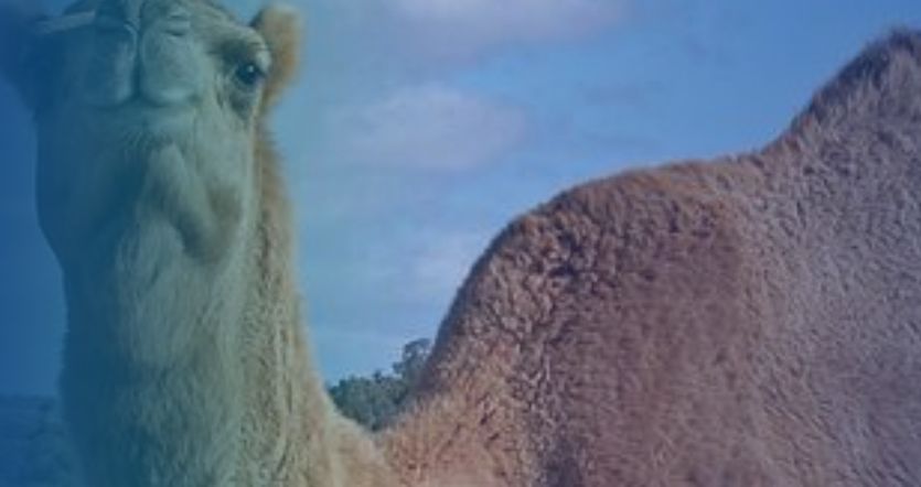 ruminant camel