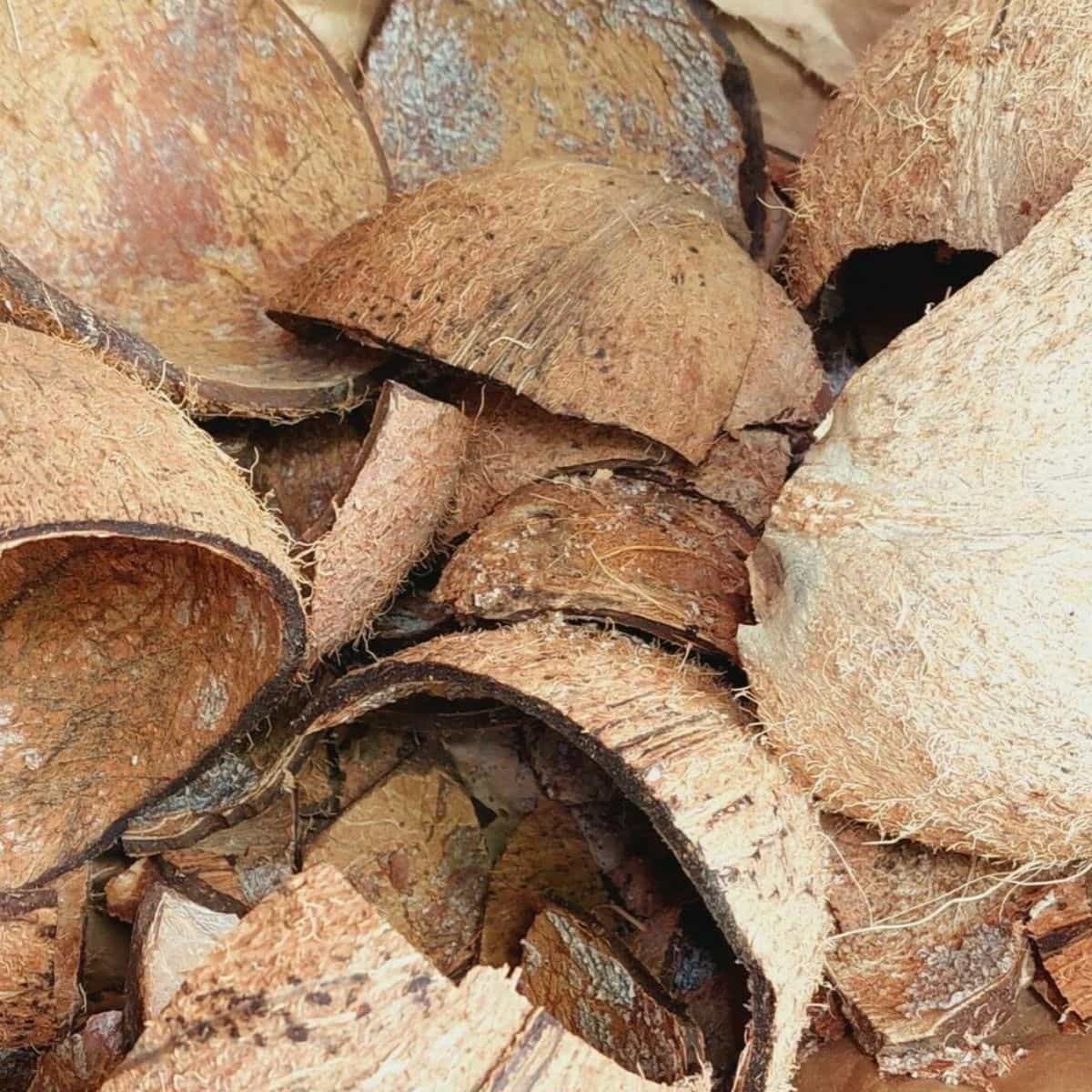 coconut husk biomass