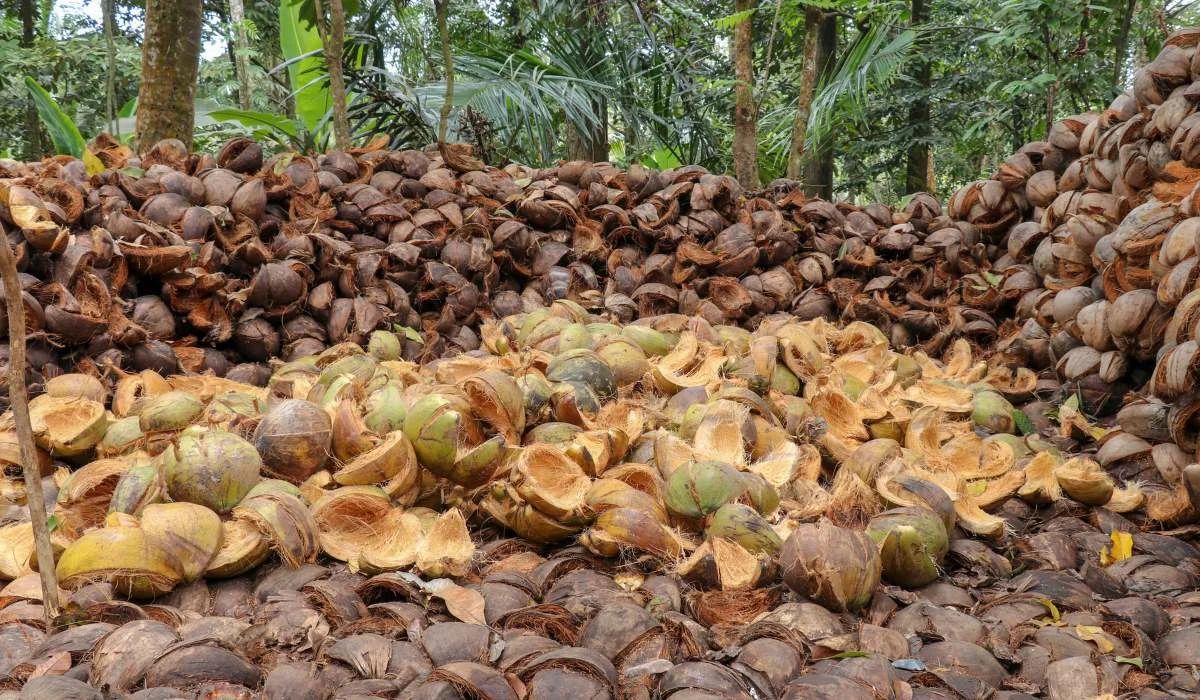 coconut husk biomass
