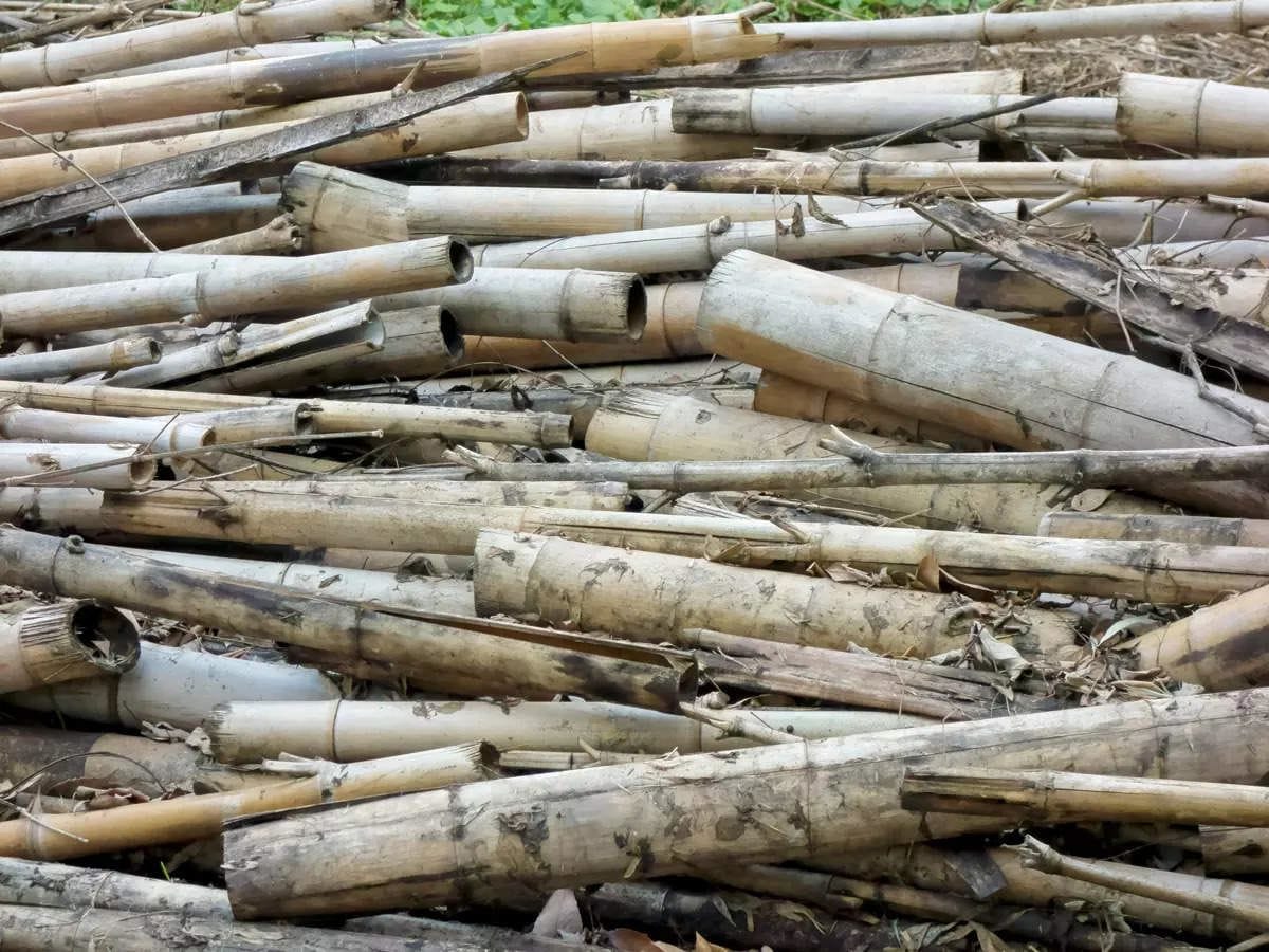 bamboo waste