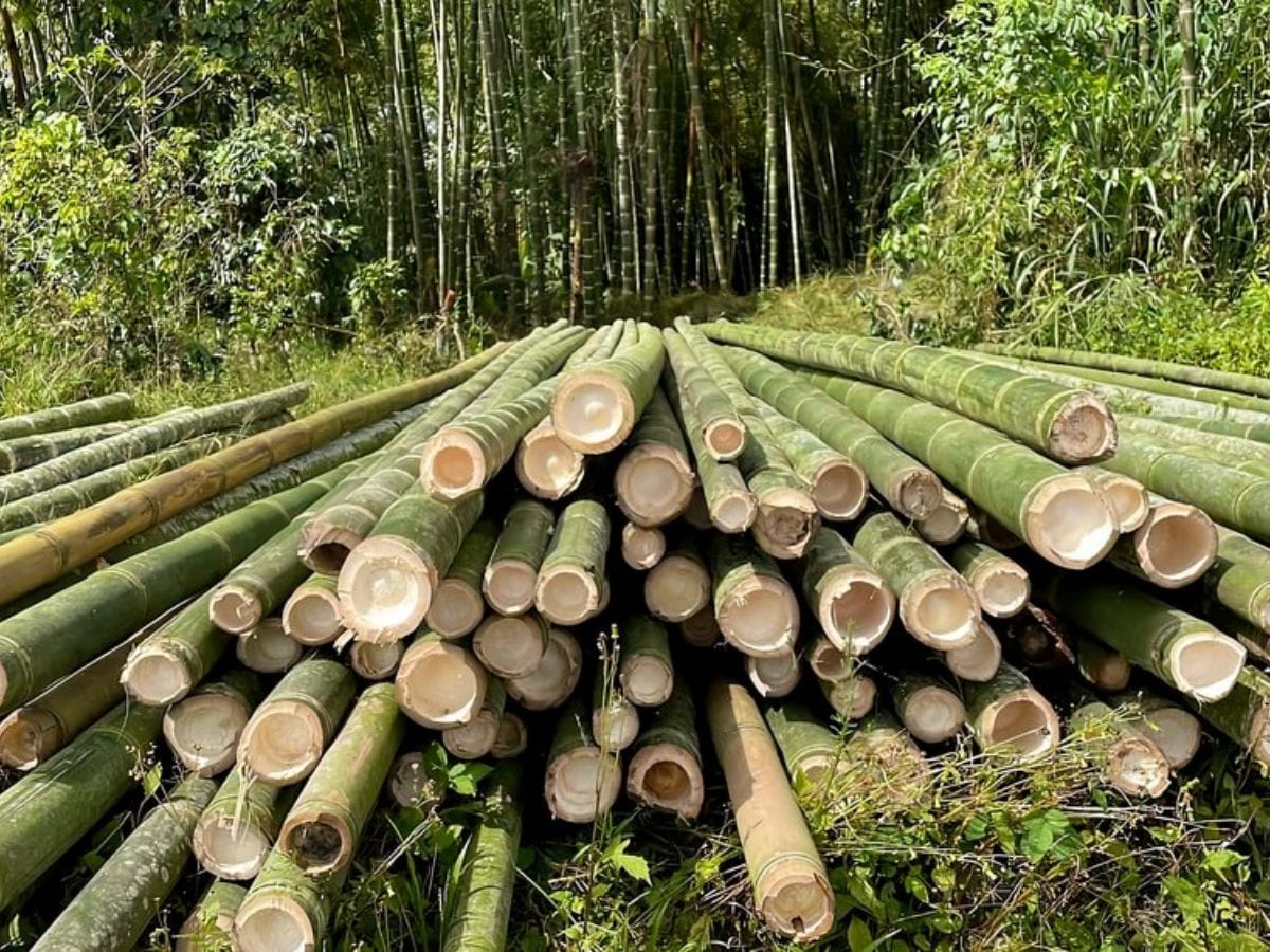 bamboo waste