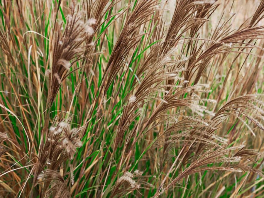 Miscanthus/Elephant Grass Properties