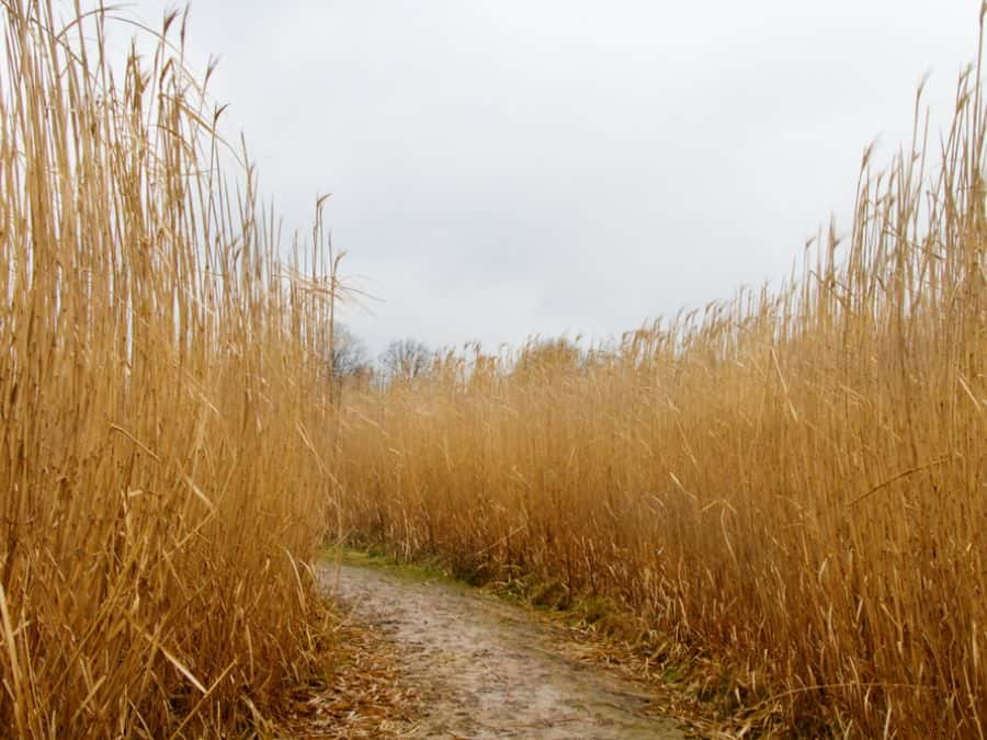 Uses Of Elephant Grass and Miscanthus