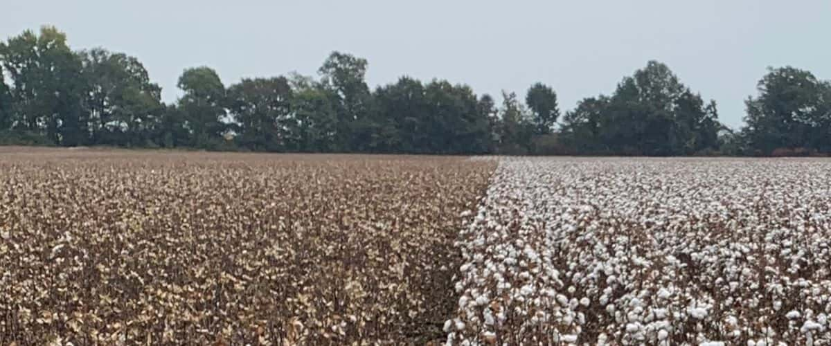 cotton stalk