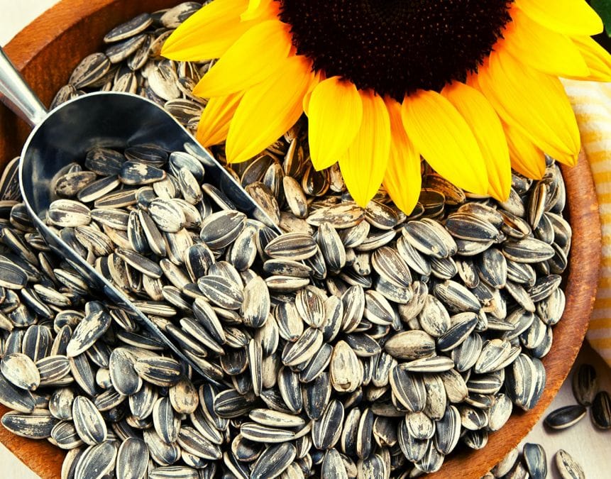 Applications Of Sunflower Seed Shell Pellet Granulator