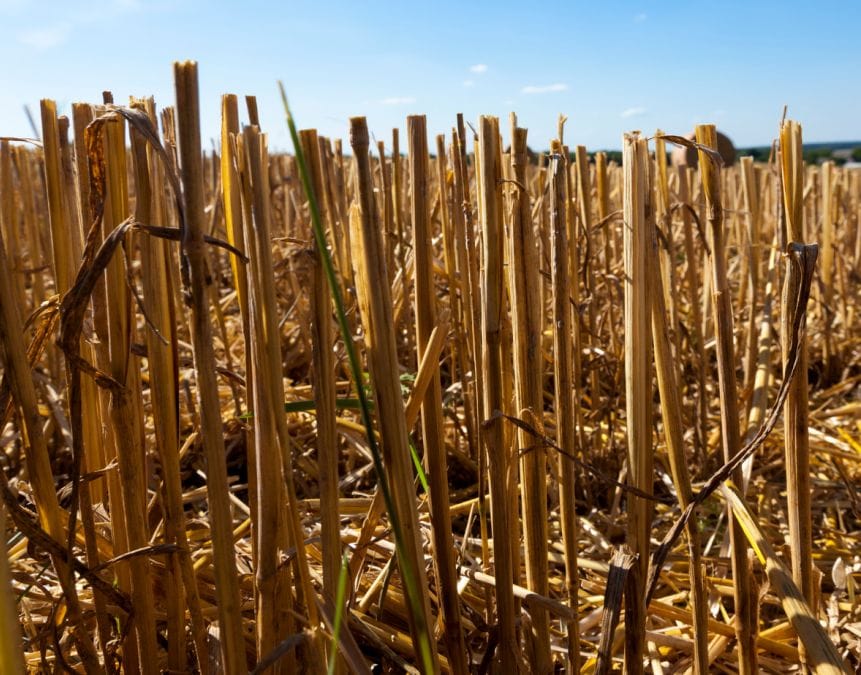 turning straw into pellets