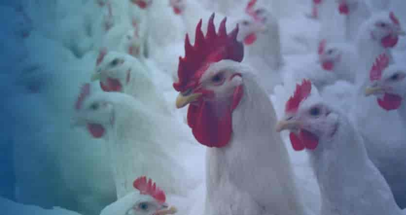 Poultry breeding farm