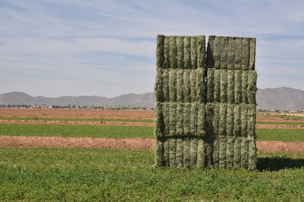 Prospects for starting a hay pellet processing business