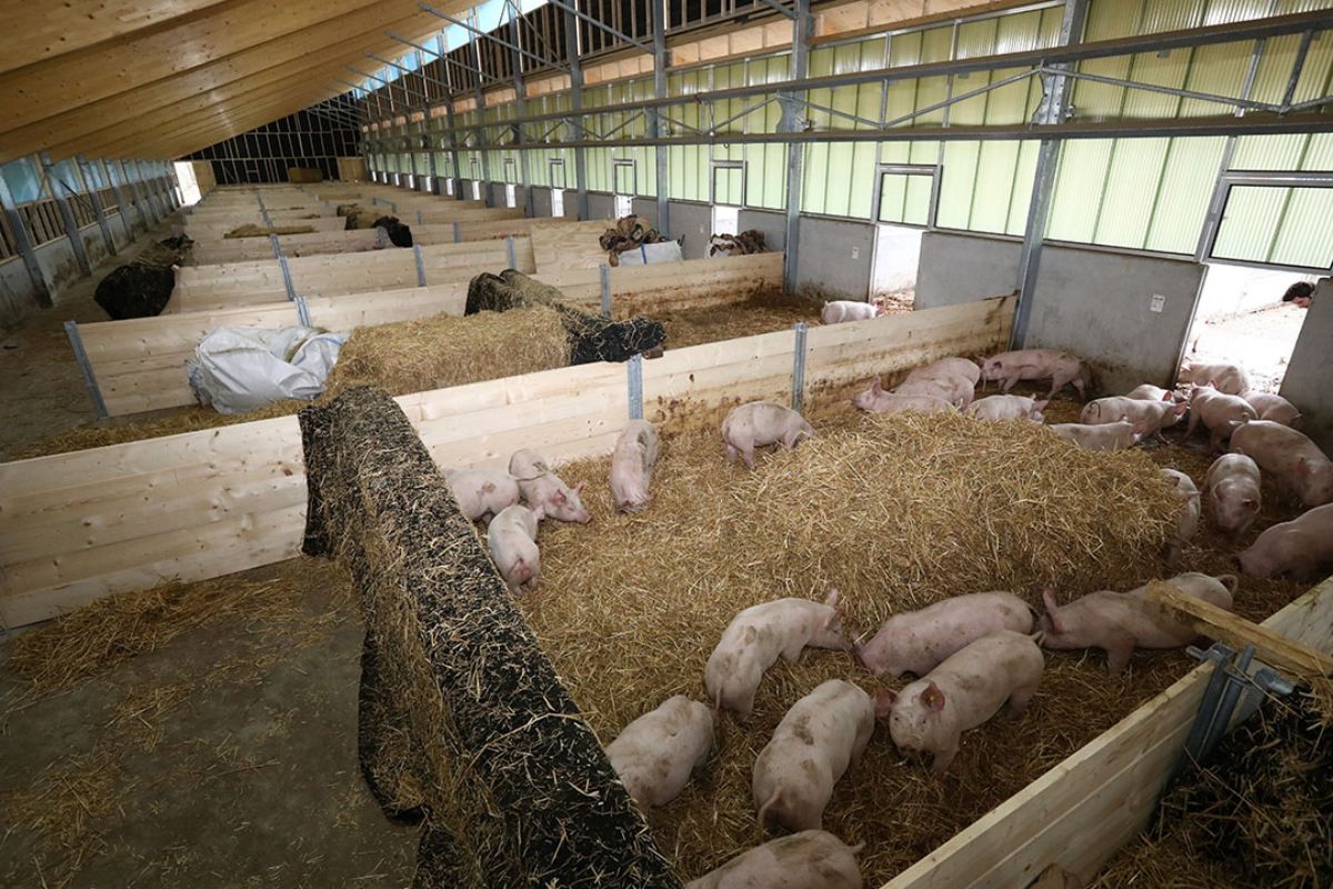 Family farms and small-scale farmers