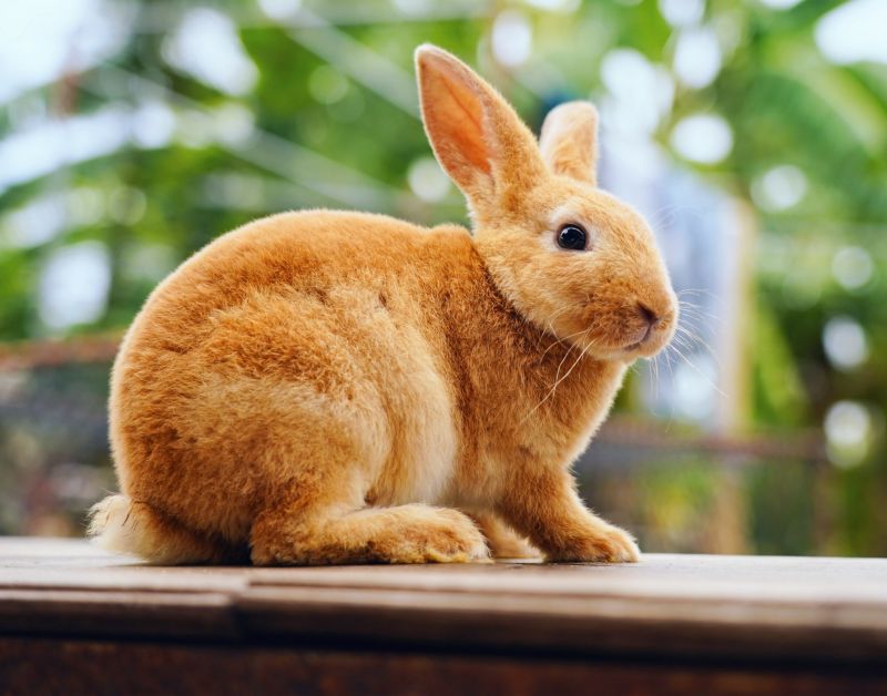 rabbit
