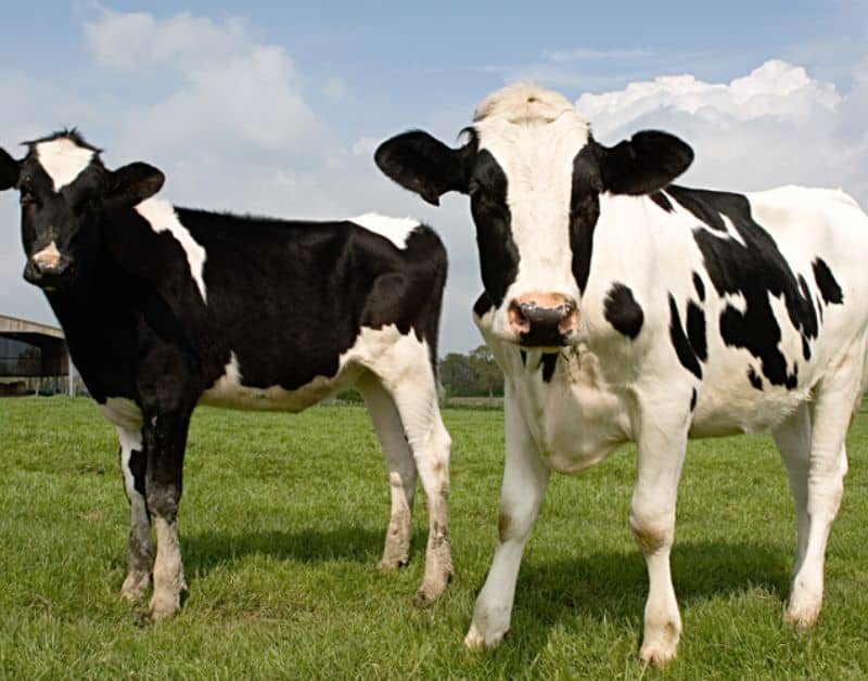 livestock feed pellet machine for cow