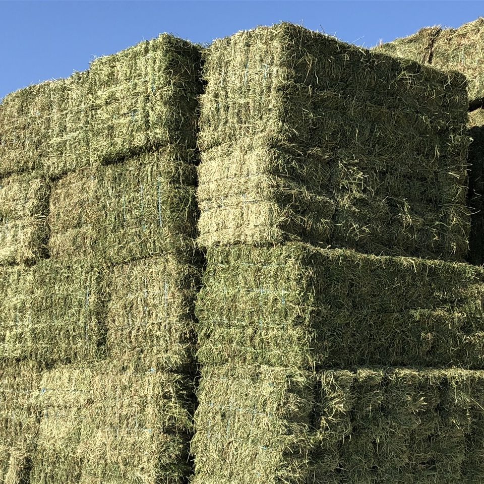 grass