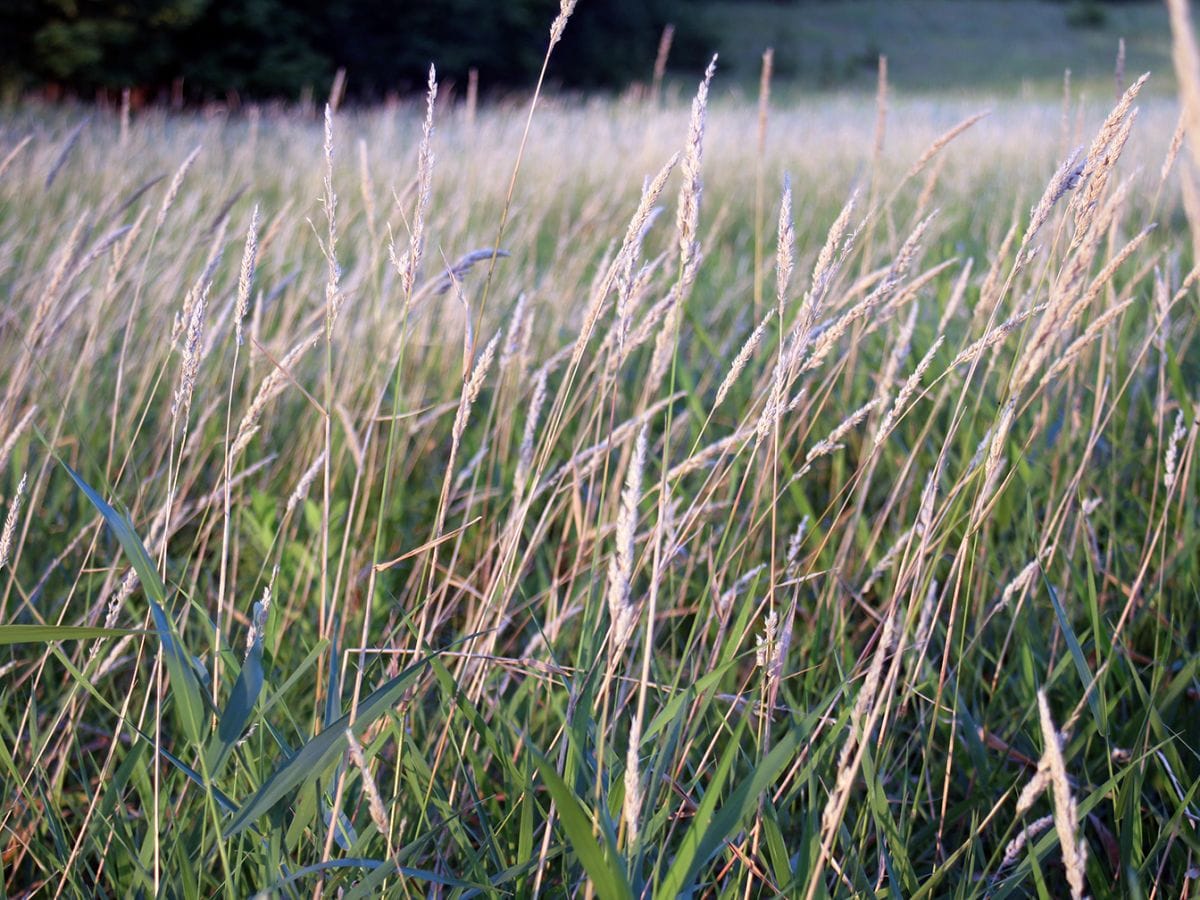 grass for pellets