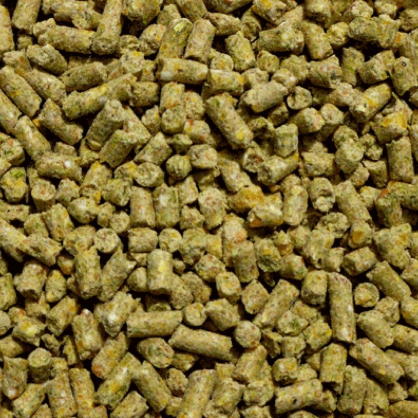 Livestock Feed Pellet