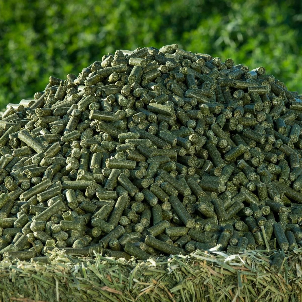Livestock Feed Pellet