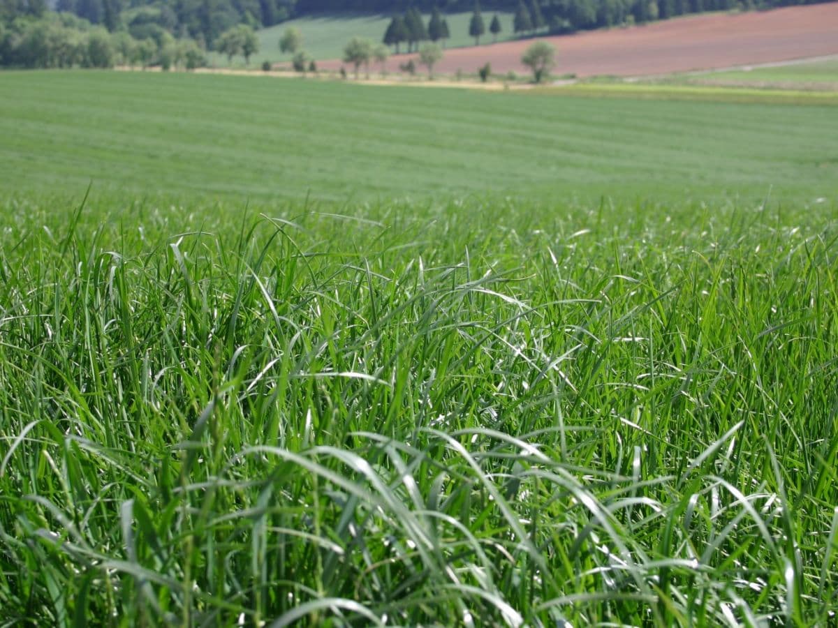 grass for pellets