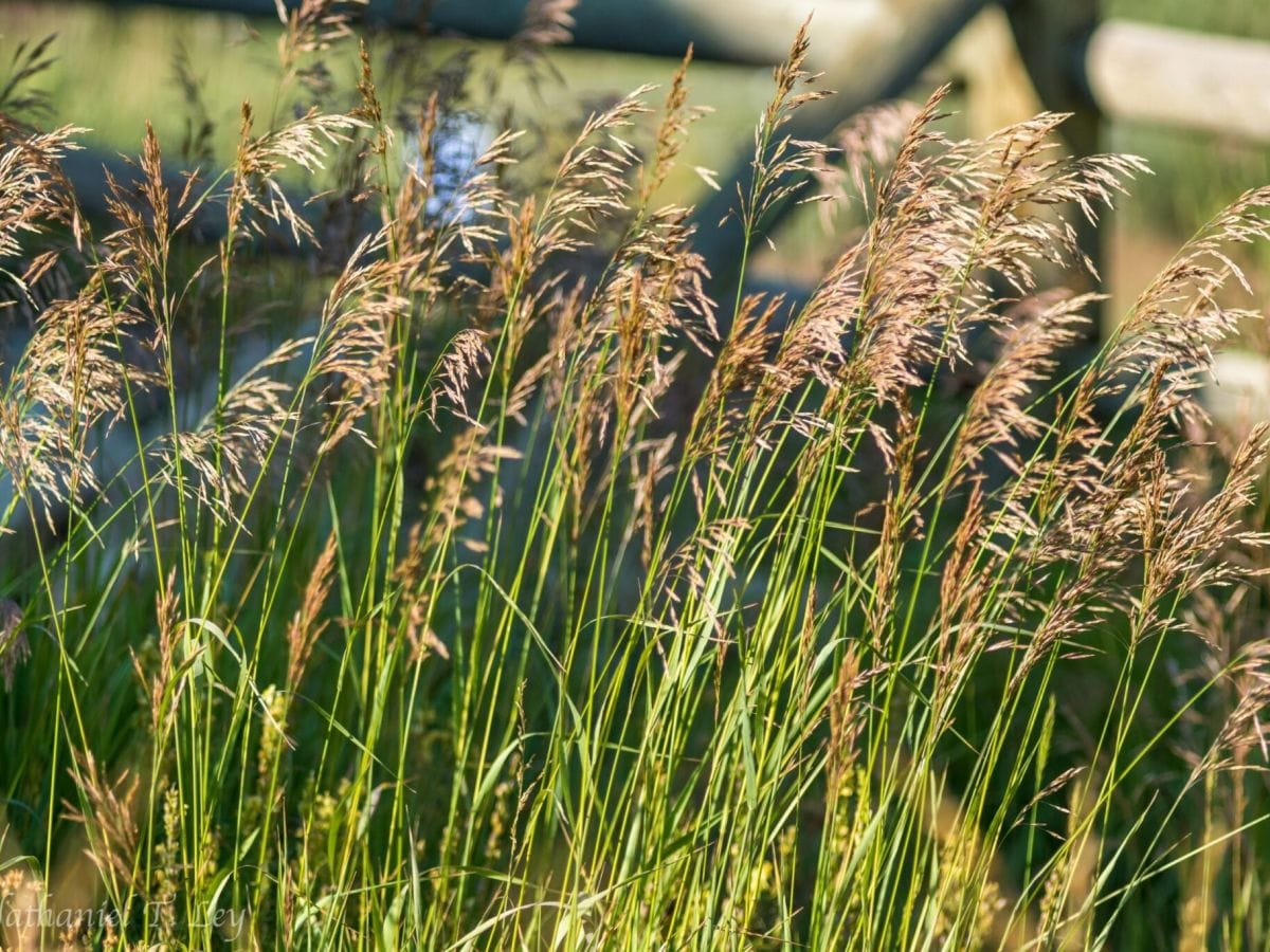 grass for pellets