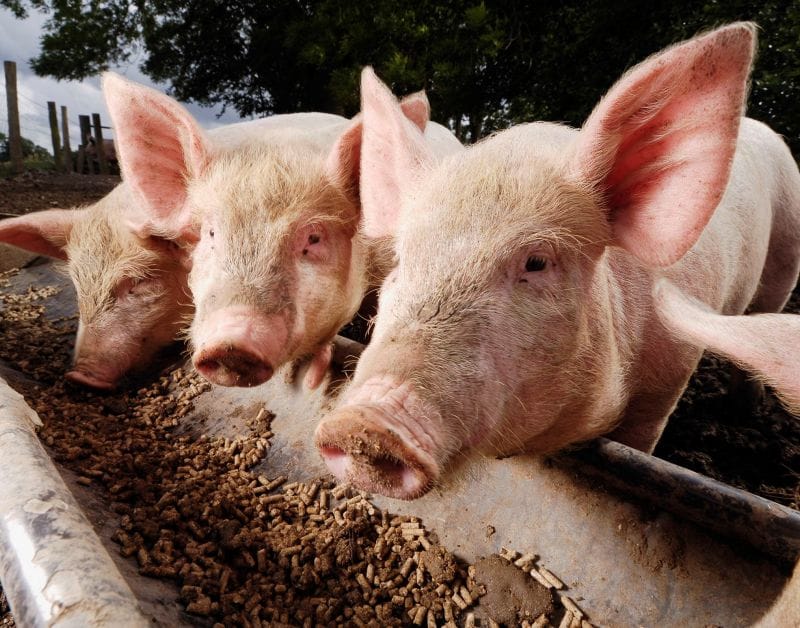livestock feed pellet machine for pig