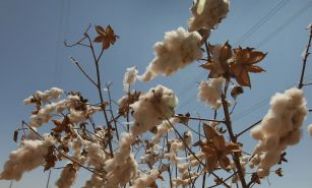 Cotton-Stalk