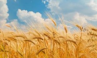 wheat straw