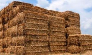 rice straw