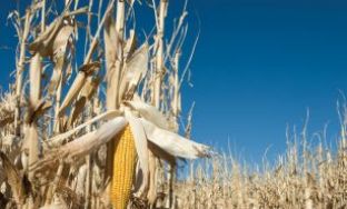 corn straw